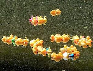 Ducks in the water for Duckling Derby